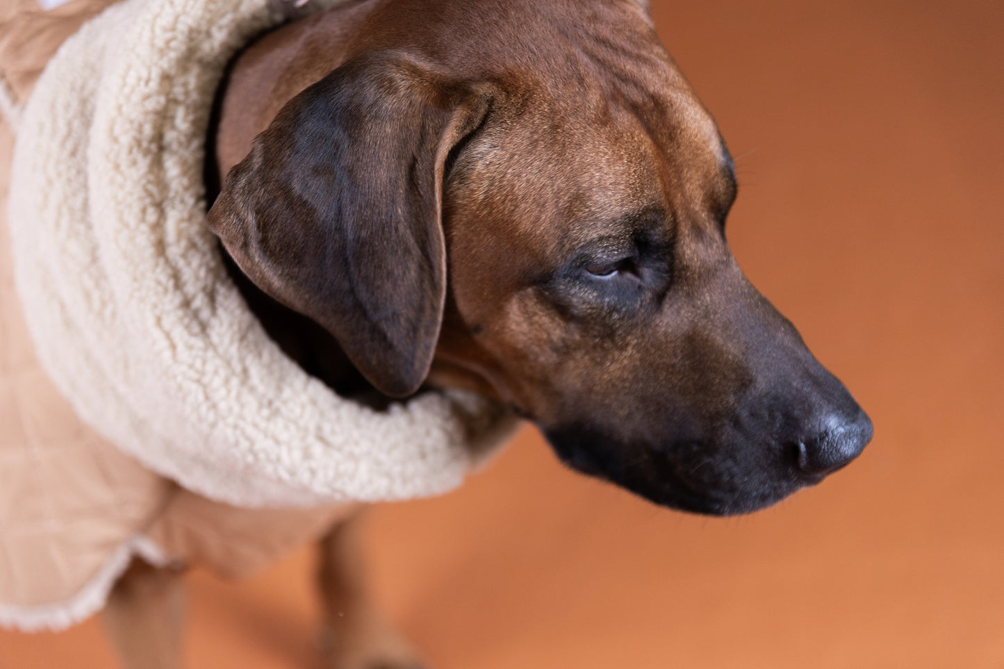 PAIKKA Sherpa Hundesteppjacke Camel