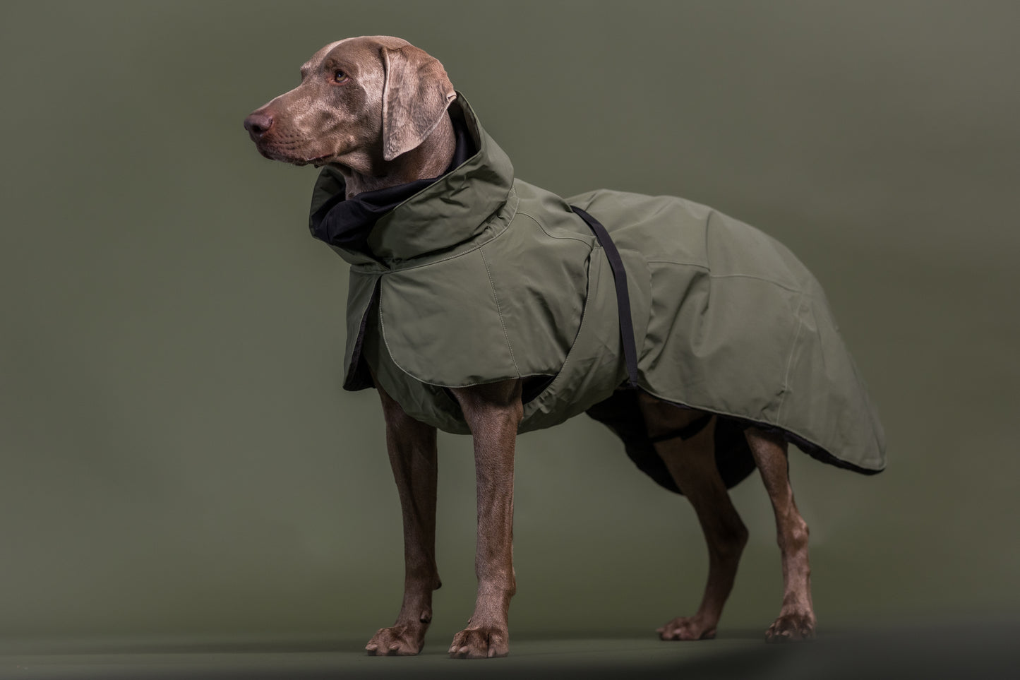 PAIKKA Visibility Hundewinterjacke Wool Grün