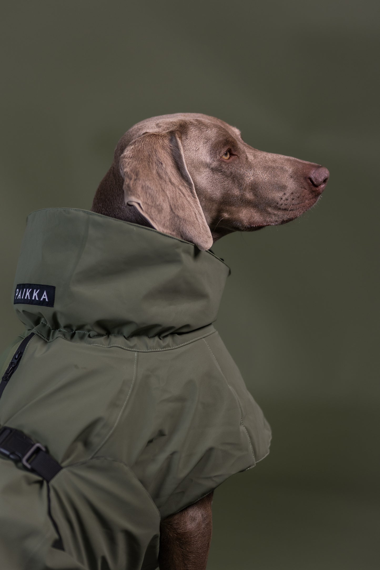 PAIKKA Visibility Hundewinterjacke Wool Grün