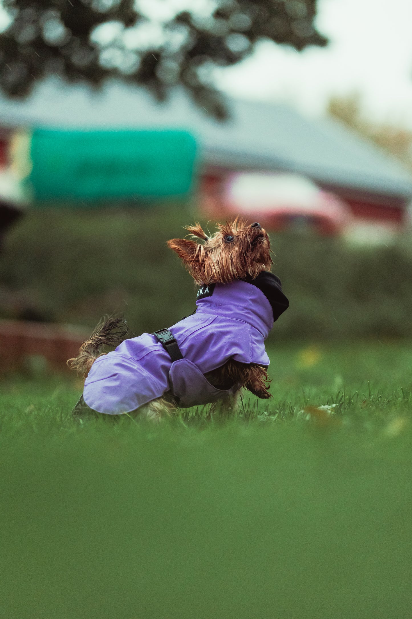 PAIKKA Hochreflektierende Hundewinterjacke Lila