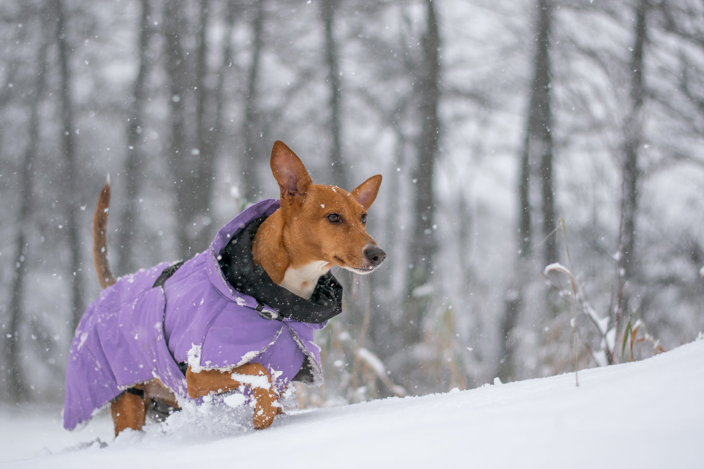 PAIKKA Hochreflektierende Hundewinterjacke Lila