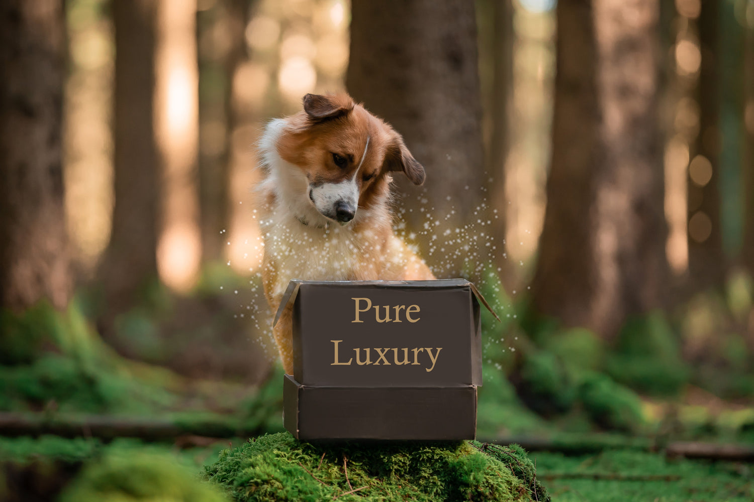 "Pure Luxury"