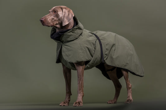 PAIKKA Visibility Hundewinterjacke Wool Grün